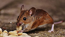 24 Hour & Emergency Exterminators in Midlothian, VA
